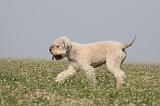 LAGOTTO 101